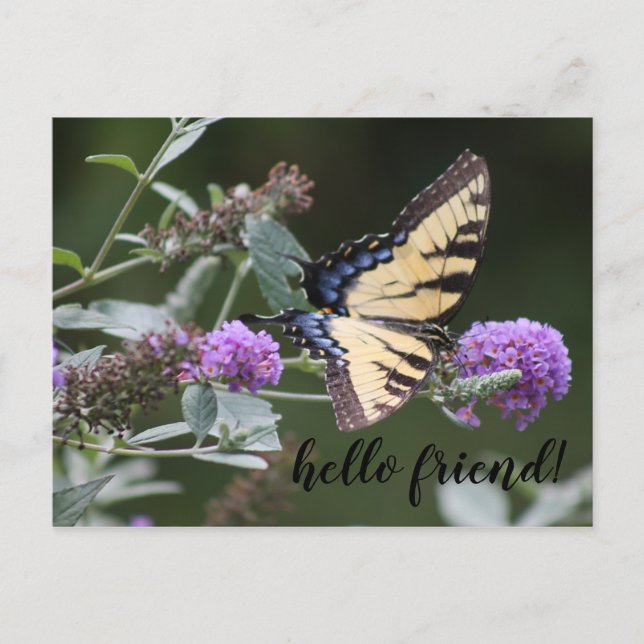Michigan Swallowtail Butterfly Vykort (Framsida)
