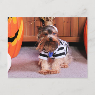 Mickey - Yorkshire Terrier - Shannon Vykort