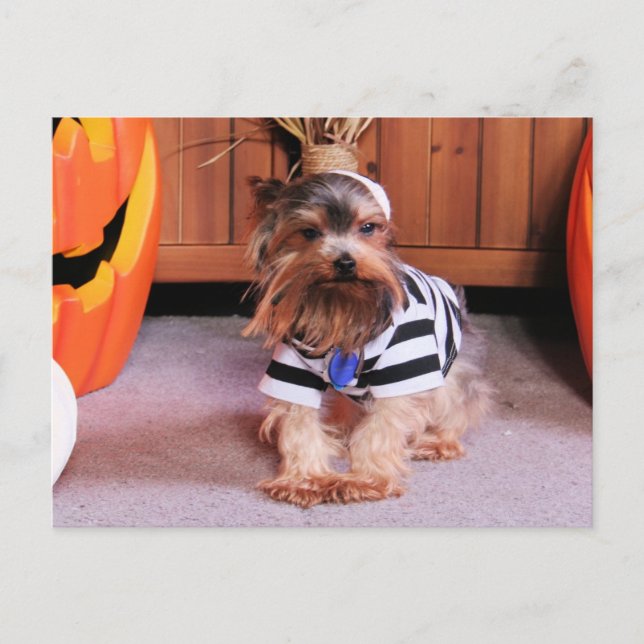 Mickey - Yorkshire Terrier - Shannon Vykort (Framsida)