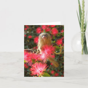 Mico i "vilden" Notecards Kort