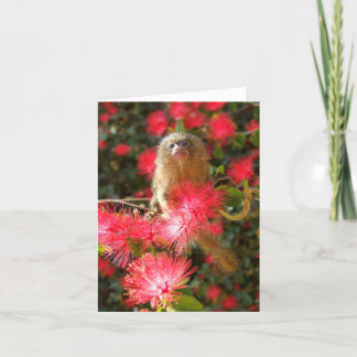 Mico i "vilden" Notecards Kort