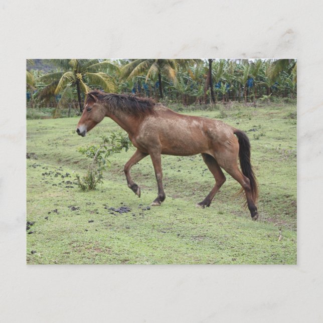 Micoud2 Vykort (Framsida)