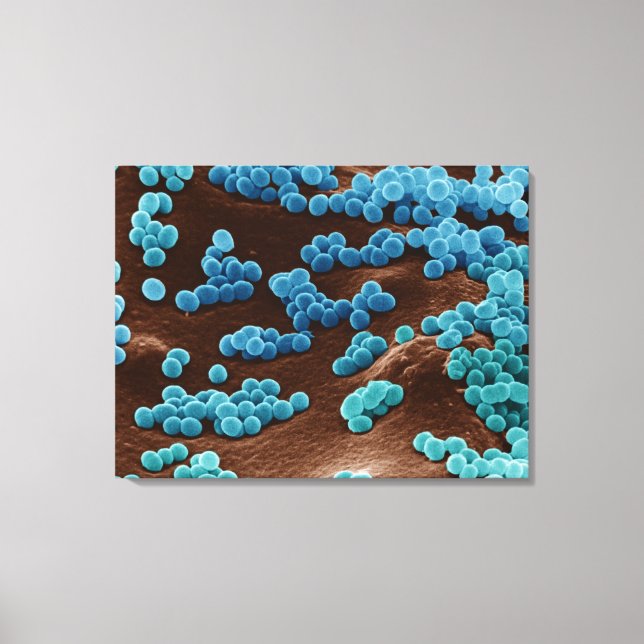 Micrococcus Bacteria på agar Canvastryck (Framsida)