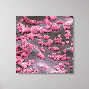 Micrococcusbakterier Canvastryck