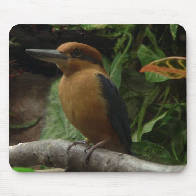 Micronesia Kingfisher Musmatta (Framsidan)