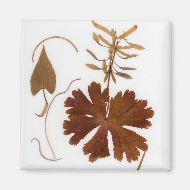 Mid-Century Modern pressade blommor Magnet (Framsidan)