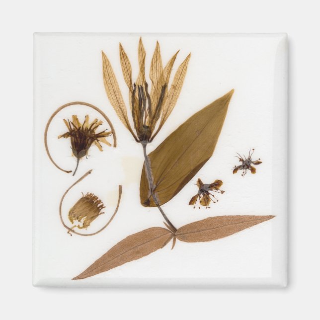 Mid-Century Modern Pressade Torkade Blommor Magnet (Framsidan)