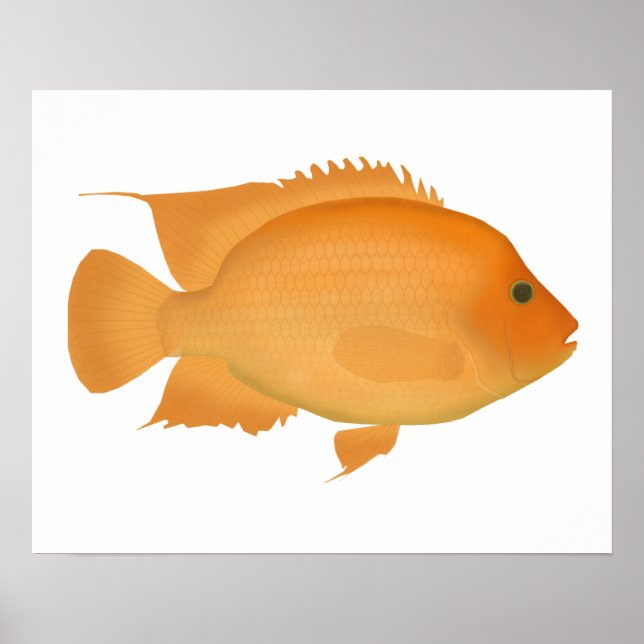 Midas Poster (Framsidan)