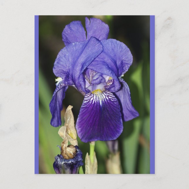 Midinight Iris Blommigt Postcard Vykort (Framsida)