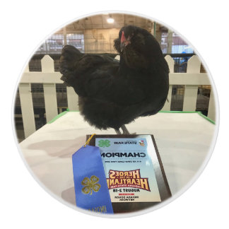 Midnatt Ameraucana Champion Chicken knopp BW