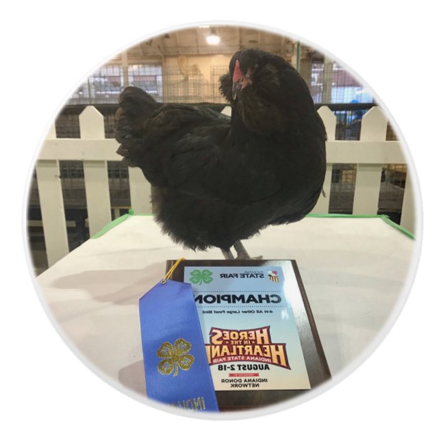 Midnatt Ameraucana Champion Chicken knopp BW (Framsidan)