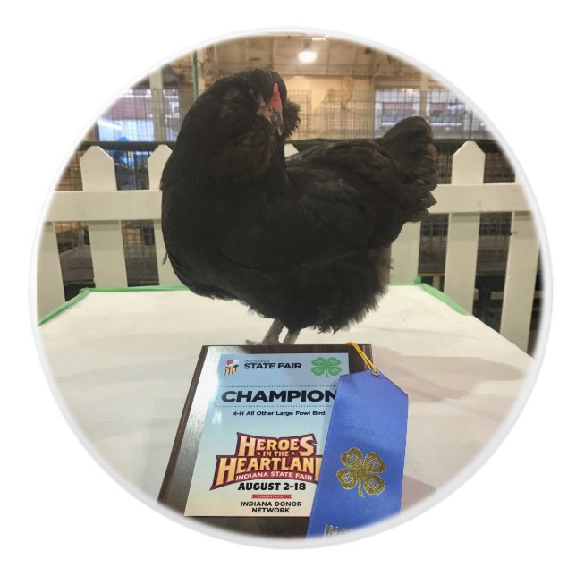 Midnatt: Ameraucana champion kycklingknop Knopp (Framsidan)