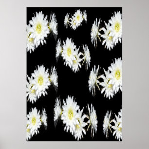 Midnatt-Blommar: Vita Cactus Flowers on Black Poster