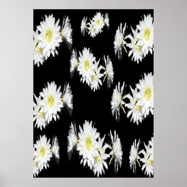 Midnatt-Blommar: Vita Cactus Flowers on Black Poster (Framsidan)