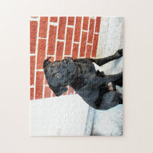 Midnatt Sits for a Pose