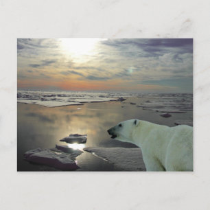 Midnatt sol & polar björn, Arktiska havet Vykort