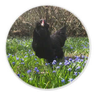 Midnattsblommor knölar, hönskyckling vid svan h knopp