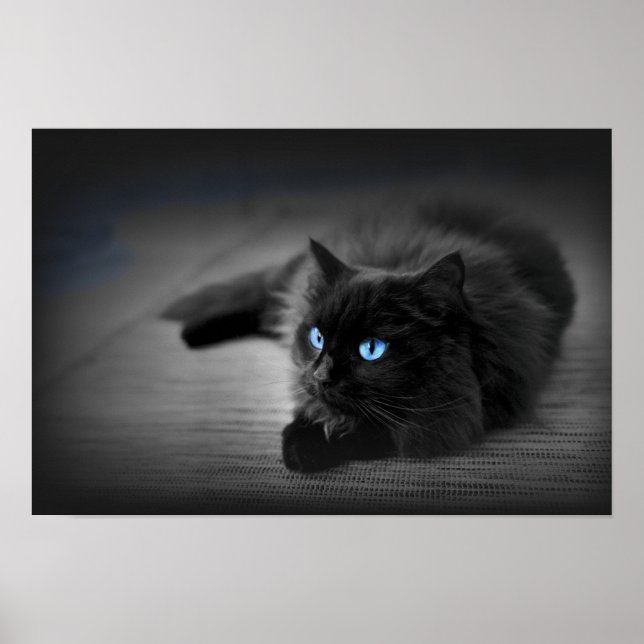 Midnight Blue Eyes — Svart Katt Väggkonst Affisch (Framsidan)