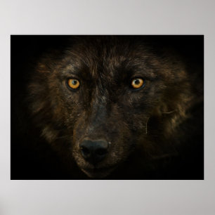 Midnight Gaze - Black Varg Vild Animal Wildlife Poster