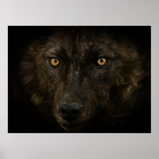 Midnight Gaze - Black Varg Vild Animal Wildlife Poster (Framsidan)