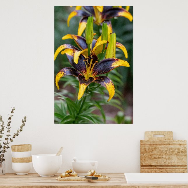 Midnight Majesty: Black Hybrid Asiatic Lily Poster (Kök)