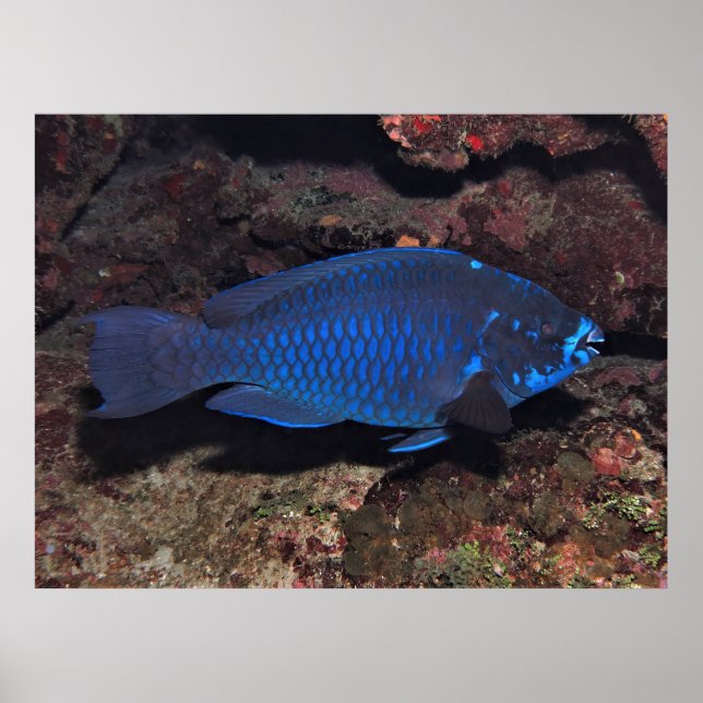 Midnight Parrotfish Poster (Framsidan)