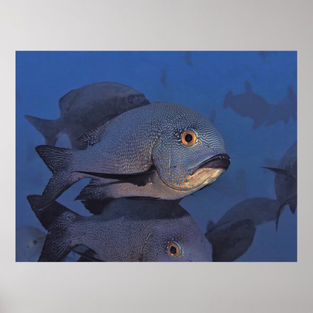 Midnight Snapper Poster (Framsidan)