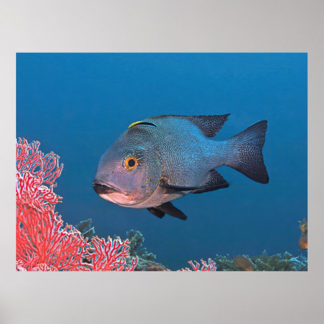 Midnight Snapper Poster (Framsidan)