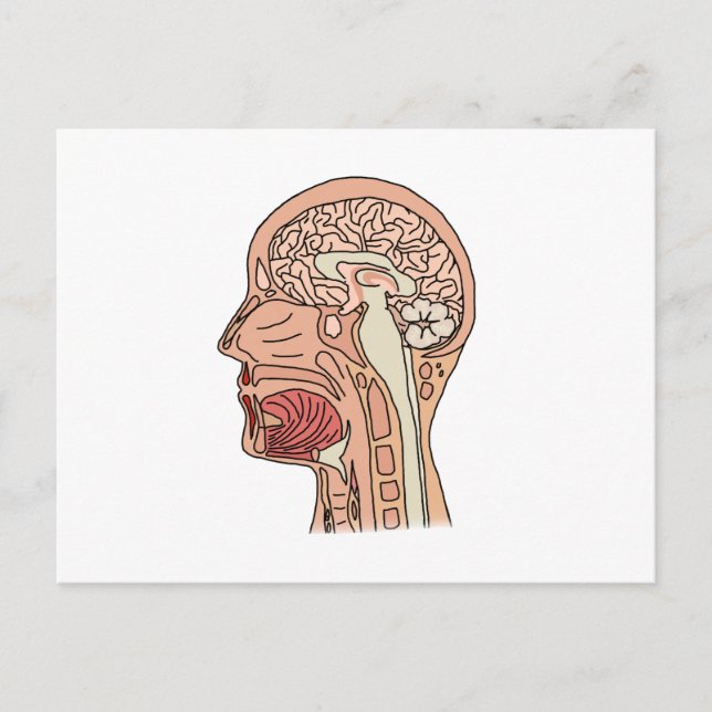 Midsagittal hjärntvärsnitt vykort (Framsida)