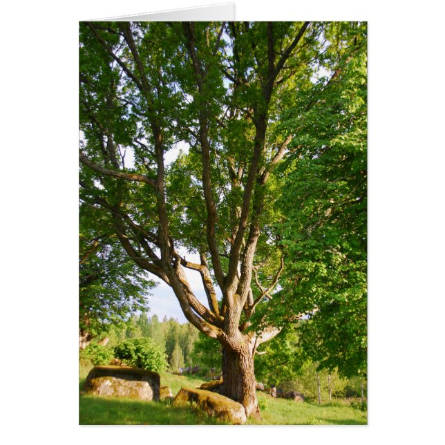 Midsommar Light Småland Hälsningskort (Framsidan)