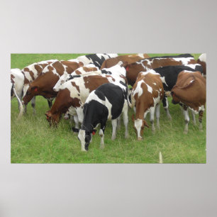 Midwest Cows Grazing in Fält Photo Poster