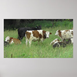 Midwest Cows Grazing in Fält Poster