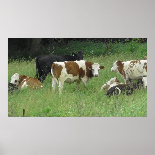 Midwest Cows Grazing in Fält Poster (Framsidan)