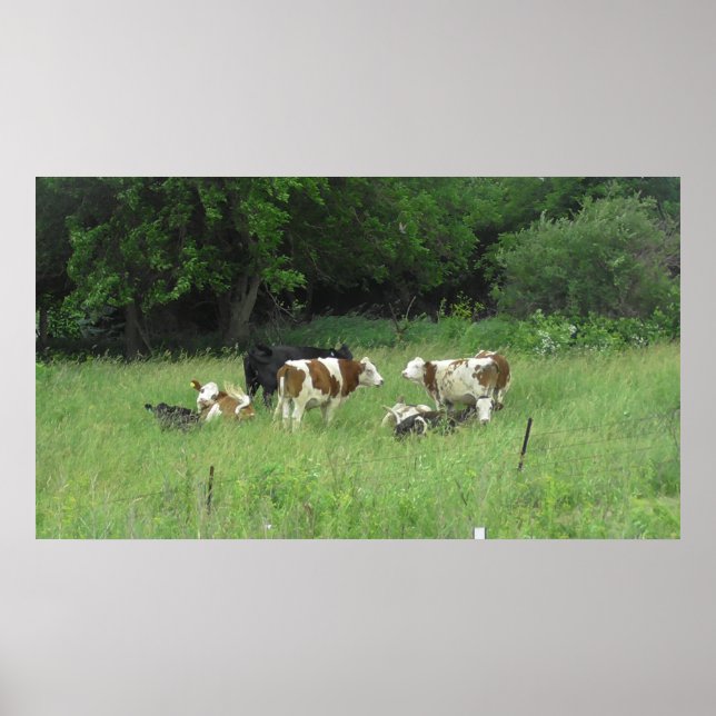 Midwest Cows Grazing in Fält Poster (Framsidan)