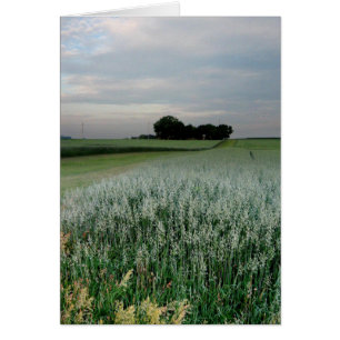 Midwest Farmland Wheat Fält Hälsningskort