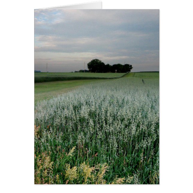 Midwest Farmland Wheat Fält OBS Kort (Framsidan)