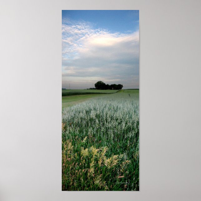 Midwest Farmland Wheat Fält Poster (Framsidan)