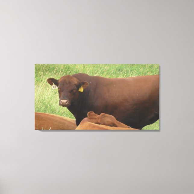 Midwest Ko Fotografering Insvept Canvas Konst (Framsida)