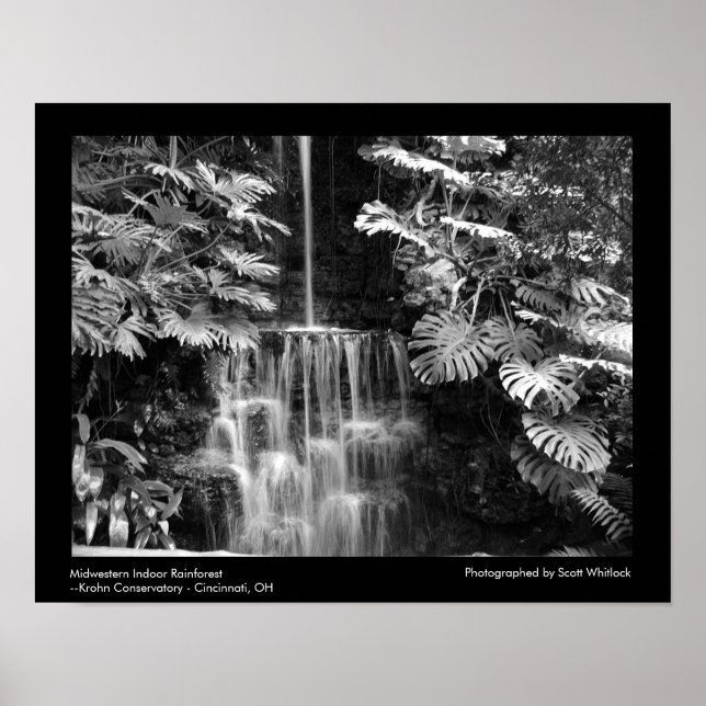 MidWestern Rainforest Poster (Framsidan)