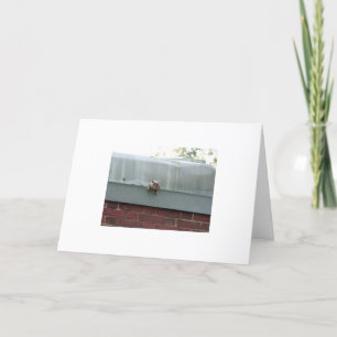 mig förmiddag som håller ögonen på dig kort