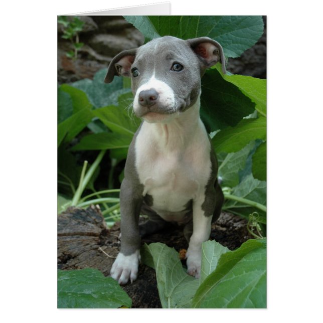 Mig förmiddagoliv hälsningskort (Framsidan)