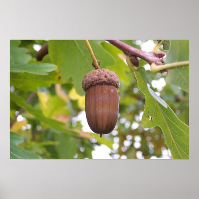 Mighty Acorn i Oak Träd Poster (Framsidan)