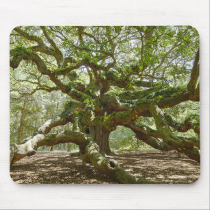 Mighty Angel Oak Musmatta