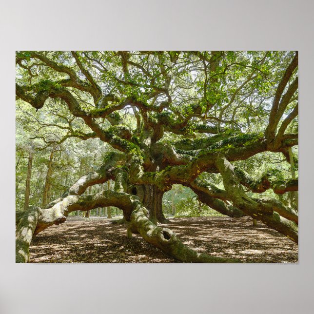 Mighty Angel Oak Poster (Framsidan)