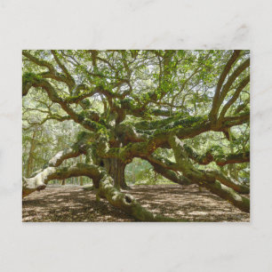 Mighty Angel Oak Vykort