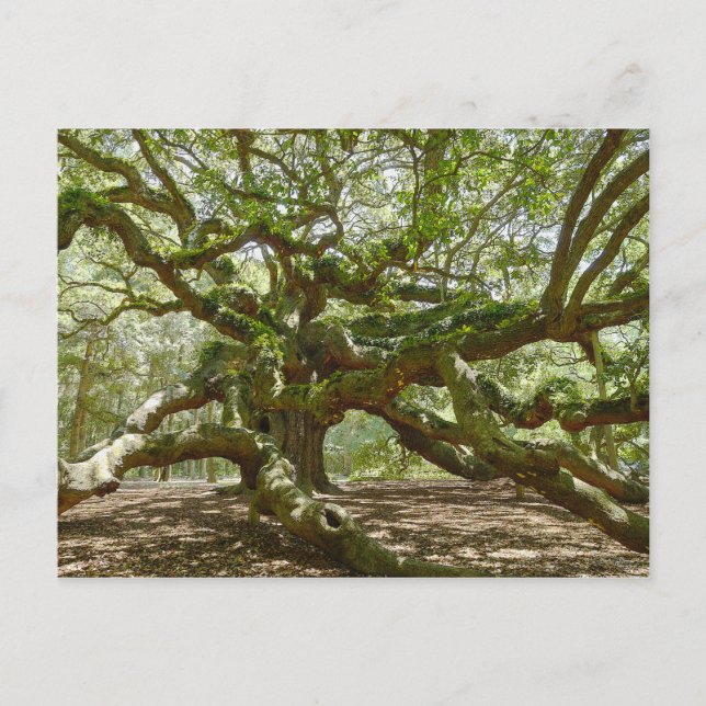 Mighty Angel Oak Vykort (Framsida)
