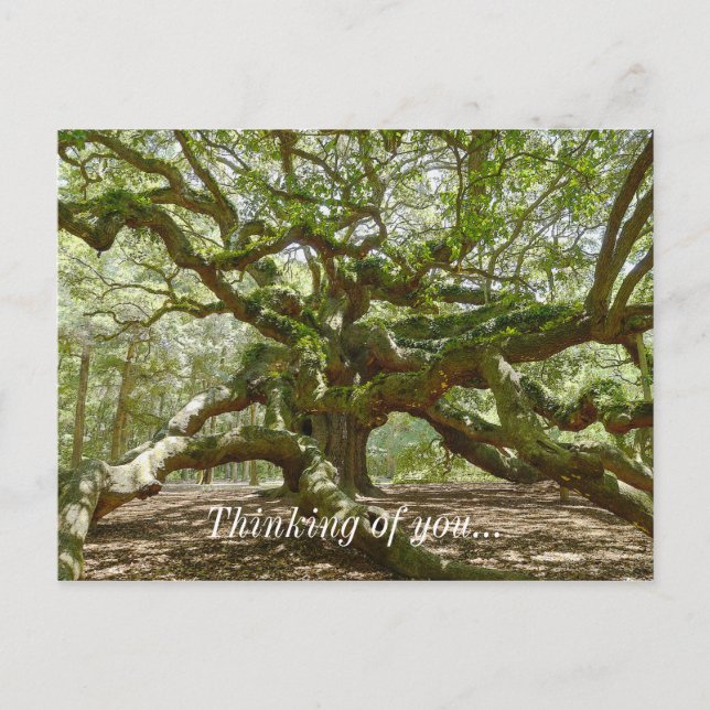 Mighty Angel Oak Vykort (Framsida)