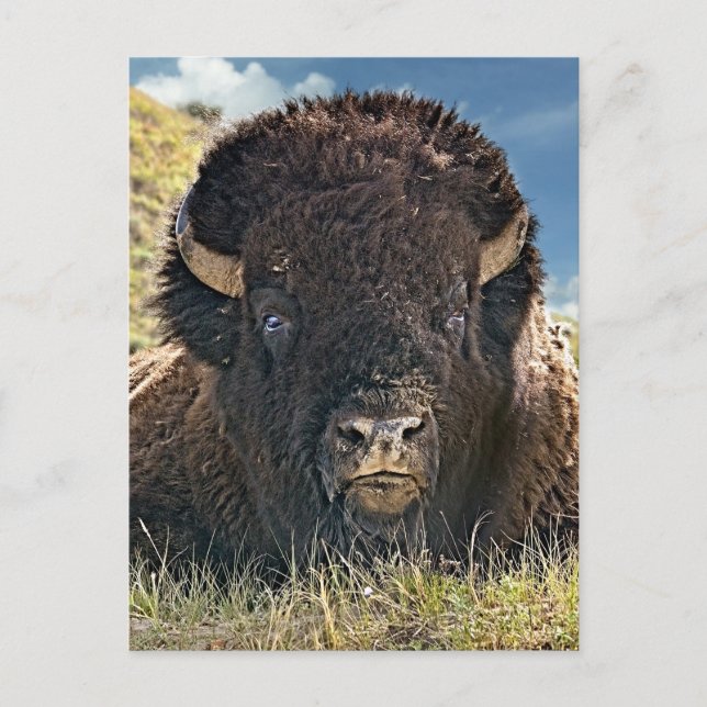 Mighty Bison Postcards Vykort (Framsida)