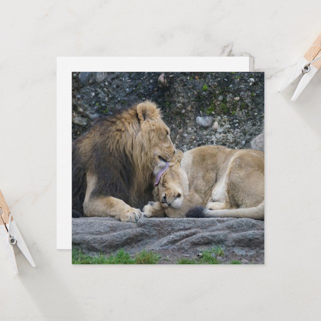 Mighty Lejonare Kärlek (Fram/Back In Situ)