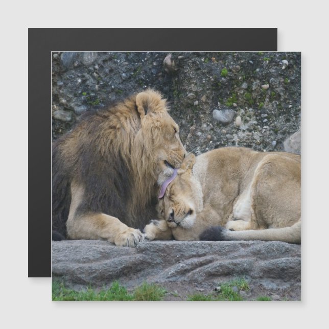 Mighty Lejonare Kärlek (Fram/baksida)